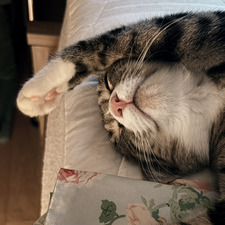Nela