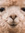 La Llama Cabernet