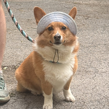Zane