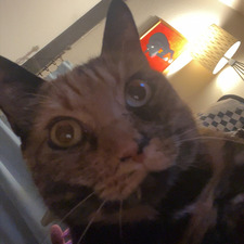 Allison