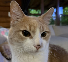 kitty