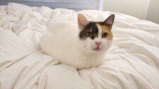 Cata