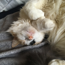 Lucy