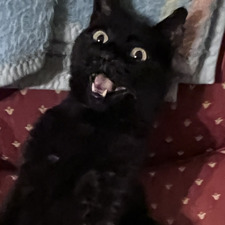 HMLL