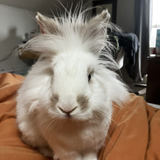 Vee