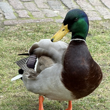 Patrick Geng