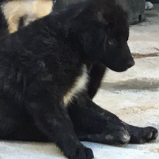 Max