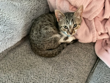 DELILAH 
