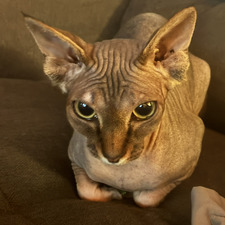 LILLI