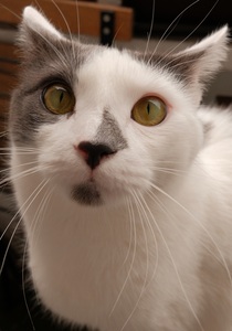 Kajub