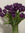 L.Erin