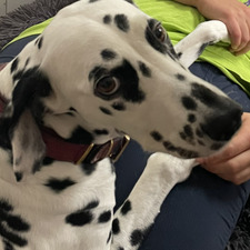 Hans Spaniel