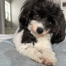 Marlee