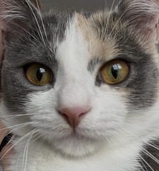 Amalia