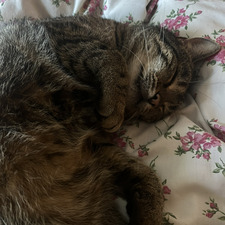 Ola