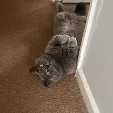 Kissa