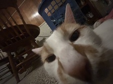 Finn