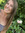 Chelsie