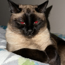 Nataliia
