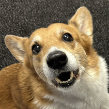 Sar