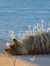 سَـلمـى