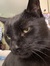 Izzie