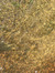 Tananya
