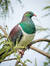 Pigeon ...