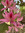 Rosemarie | 668 comments