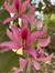 Rosemarie