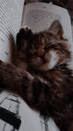Katmiss