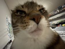 vee