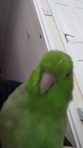Aila