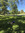 Bettina