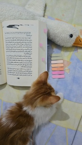 مريم قصار