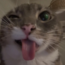 MC