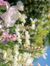 Tiii
