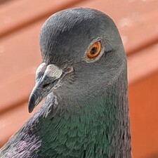 Julien