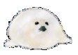 anderdingus