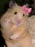 Josefina