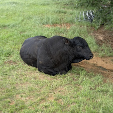 Pedro