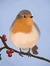 Robin J...