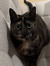 Isabell...