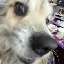 Sho