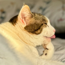 Lis