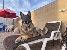 Sammi