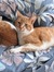 Lieke