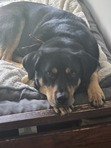 Jax