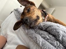 Julie