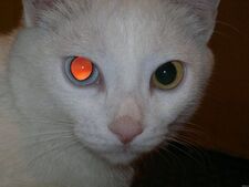 Solar